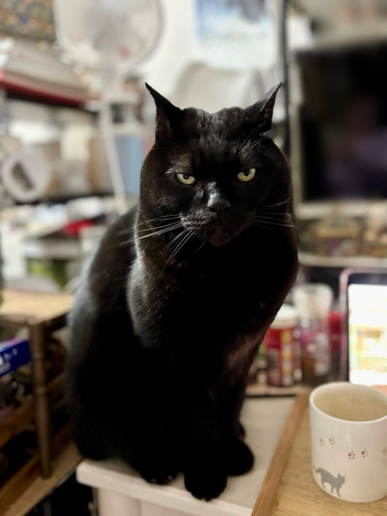 こにょ🐈‍⬛ (@konoe_0202) / Posts / X