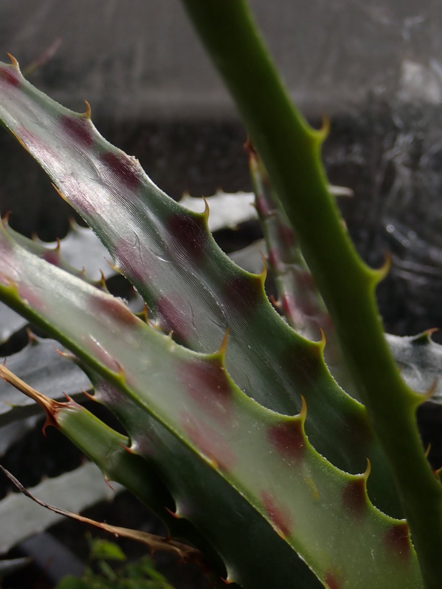 バイ穴 (@bahi_fp) on Twitter photo 