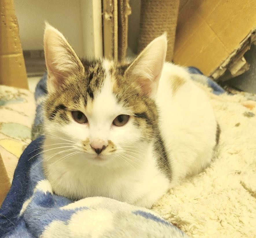 確認ページ♡にゃんことわんこ こんにちは🤗アタクシです😊 【ウチのにゃんこ】 前回の「ウチのわんこ