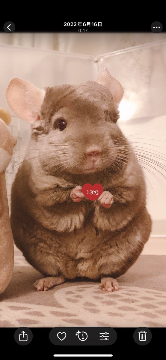 きなこもこ tweet media