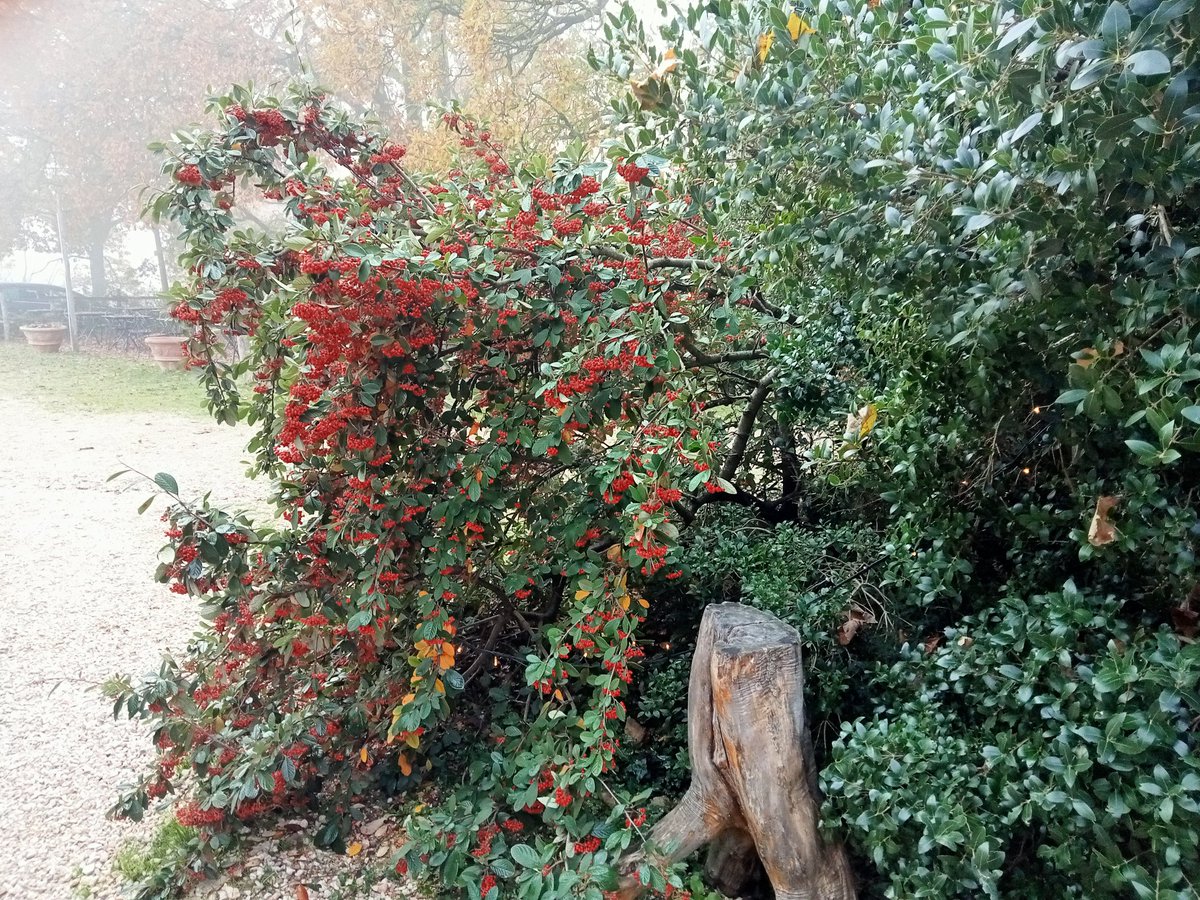Pranzo della Domenica @fontanadellapera Ik zit al aan de vijfde antipasto.