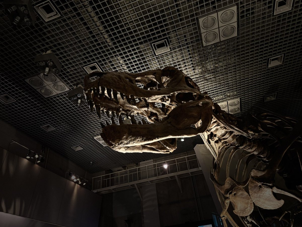 キジの剥製です！キジの剥製は珍しいのでこの機会にぜひ！！よろしくお願いします！ キジ？の剥製です。