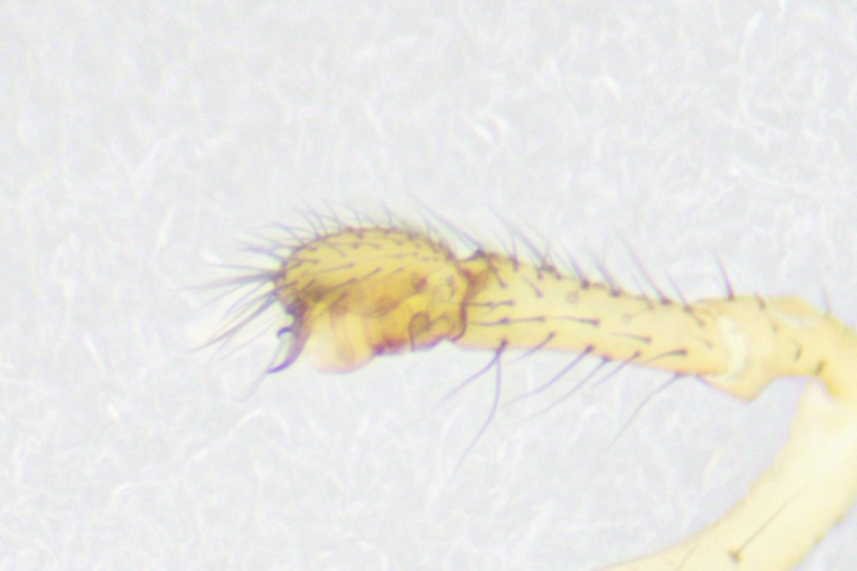 ヌカグモParatmeticus bipunctis
小川のわきの草地から得られた。
普通種らしいのだが今まで縁がなかった。

JSCで調べたところ、和名にヌカグモと付く種は62種もいるらしい。