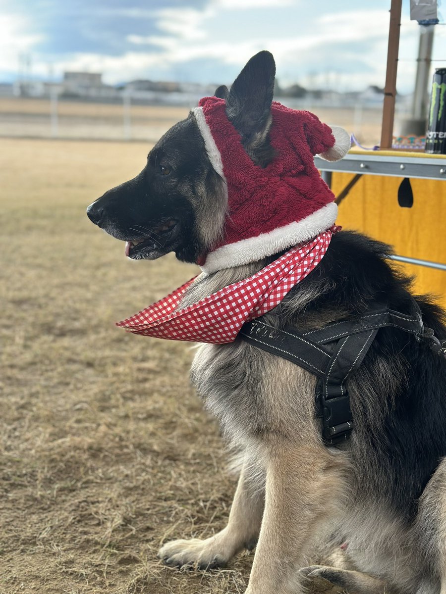marqi] メンズ 半袖 シャツ ジャーマンシェパード 犬のポーズ 吸汗速乾 ビジネス カジュアル 汗染み防止 オシャレ トップ ジャーマン・ シェパード・ドッグ アニマル おもしろｔシャツ ( 選べる８色 Tシャツ シェパード ジャンプ ) Tシャツ メンズ レディース / P9/, image size:900x1200