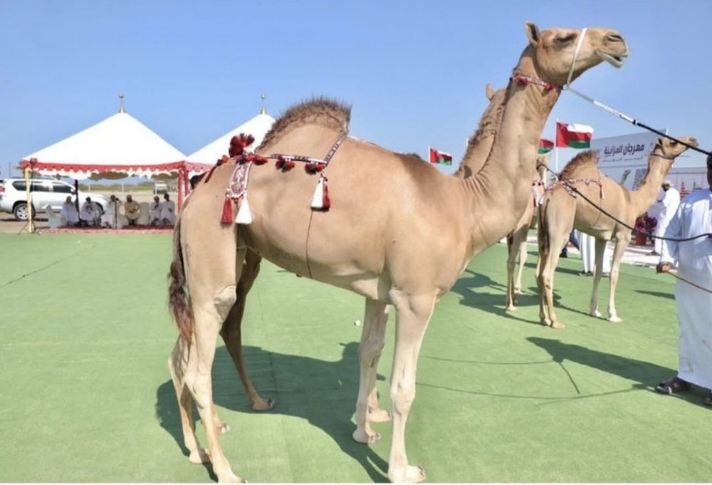 انطلاقُ مهرجان المزاينة 2025 على ميدان الفليج بــ بركاء، بتنظيم من الاتحاد العُماني لسباقات الهجن وبالتعاون مع الهجانة السُّلطانية، ويستمر 5 أيام، وبدأ اليوم بـ 6 أشواط لفئة الفطامين 