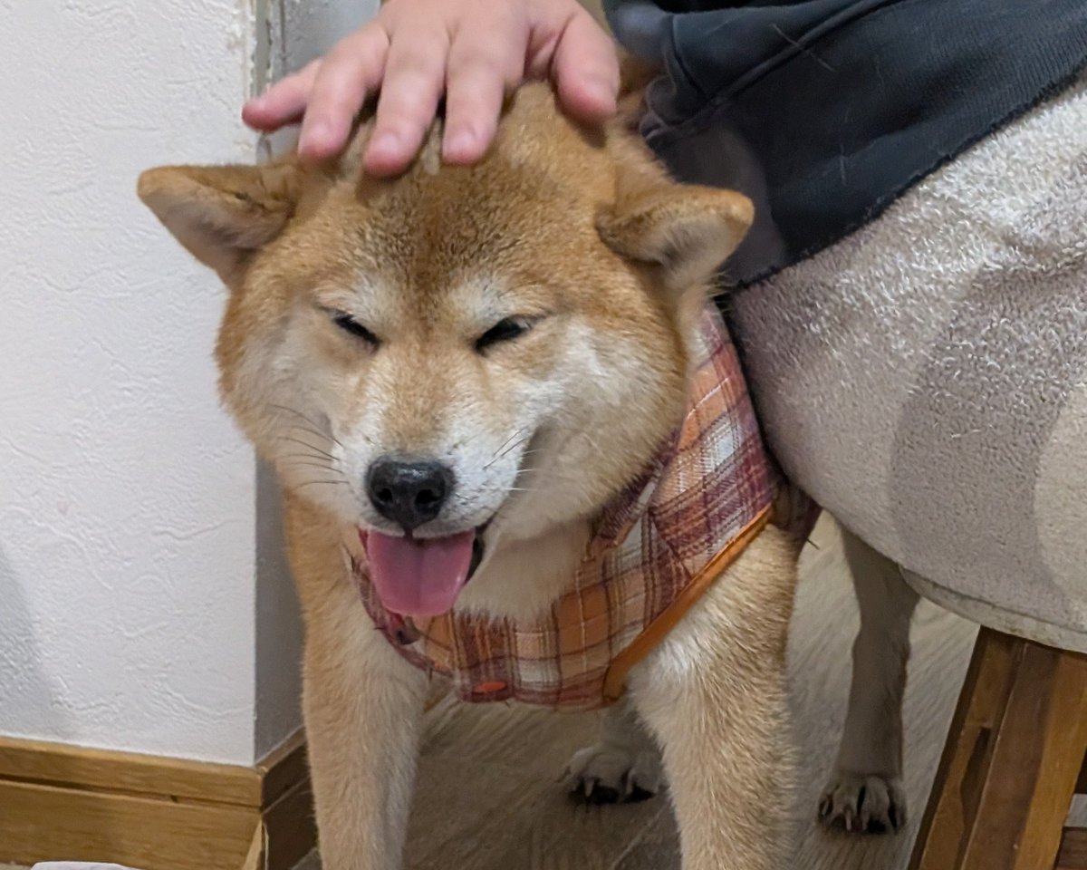 ちょろりん (@akochoro) / Posts / X