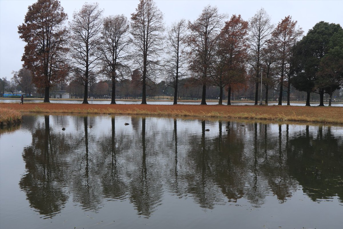 nykcyan's tweet photo. 2025年12月14日 みさと公園 https://t.co/rAvoLvsM5F