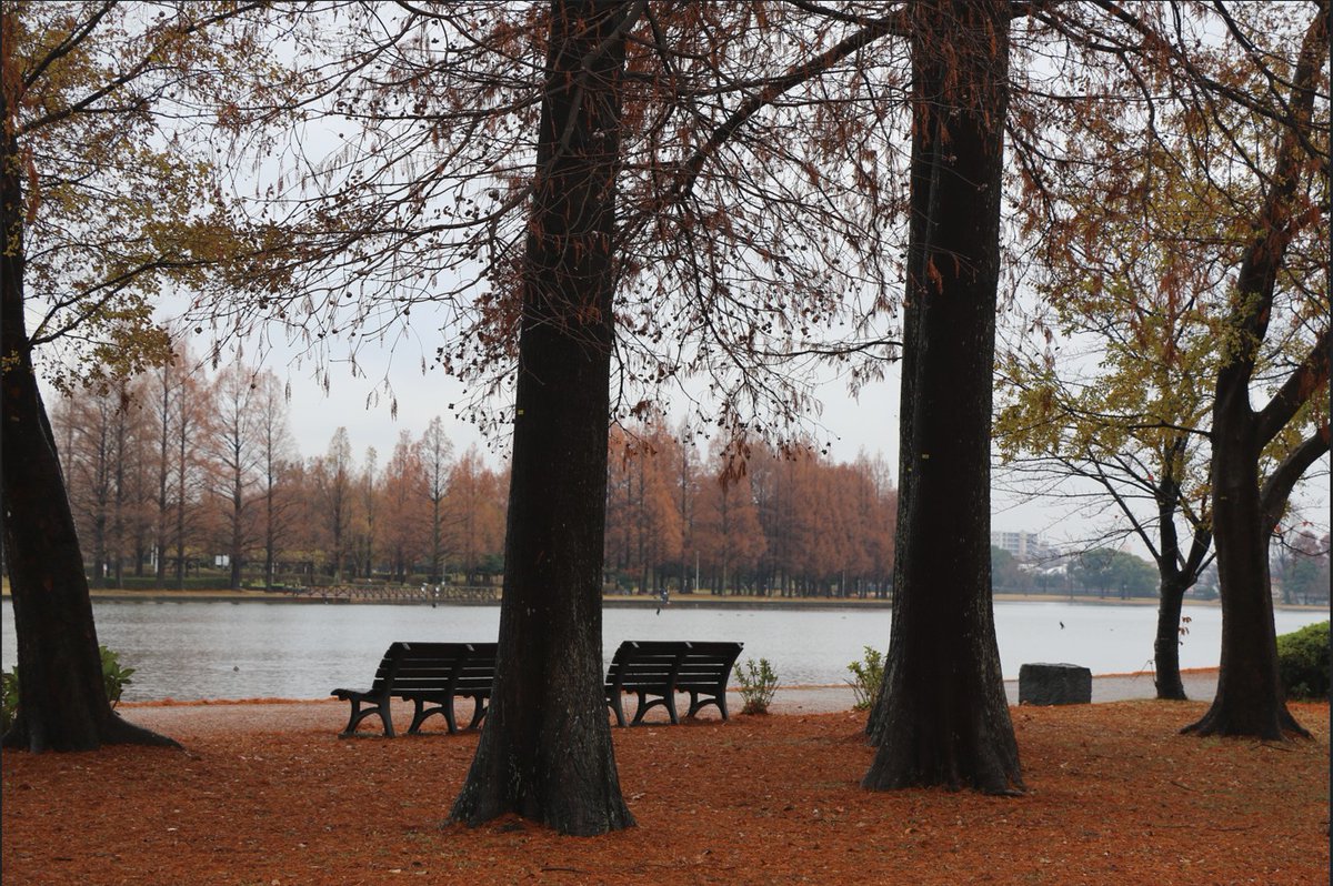 nykcyan's tweet photo. 2025年12月14日 水元公園 https://t.co/NnFvPI6hEm