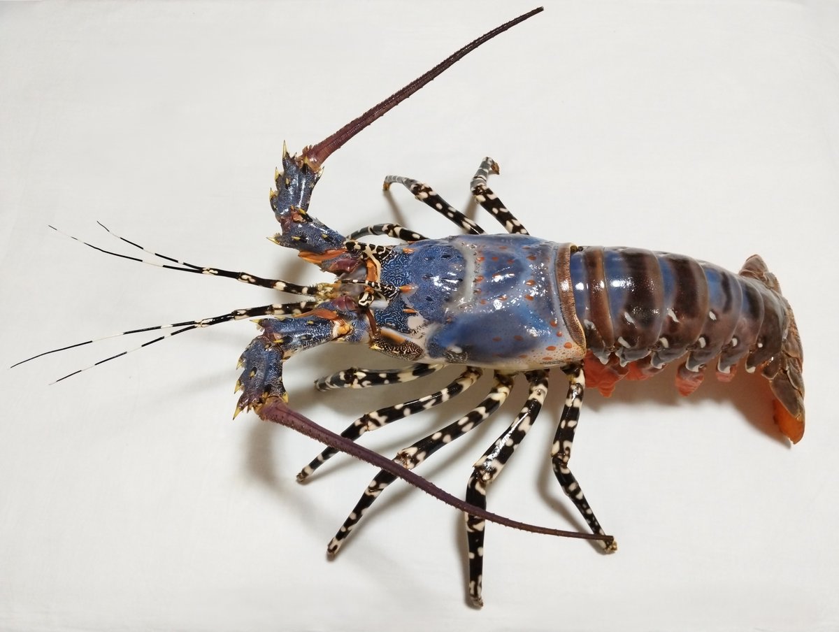 80時間（塗装だけで65時間）かけて完成させた85cmのニシキエビ。 自分