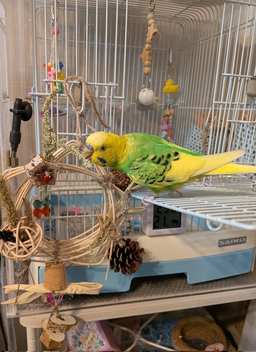 chocobo_hima's tweet photo. ふくふく工房さんの
ワークショップに
行ってきました。

鳥さん達のことを
考えながら作れる時間が
幸せでした✨

のほさんのお料理も
むっちゃくちゃ
美味しかった〜💞

ご一緒していただいた
みなさまありがとう
ございました！ https://t.co/D6m7iWDnKR