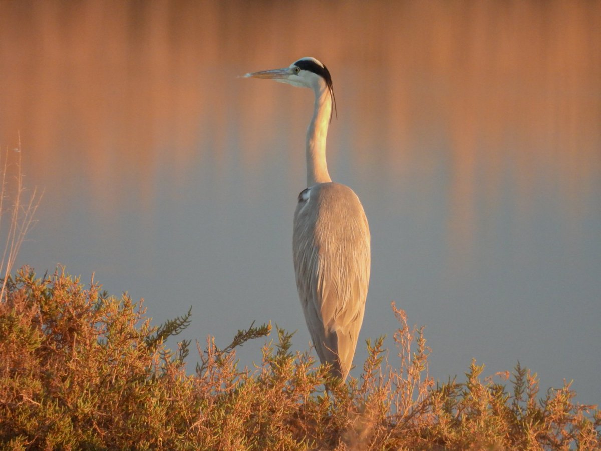 Gri balıkçıl #hangitür