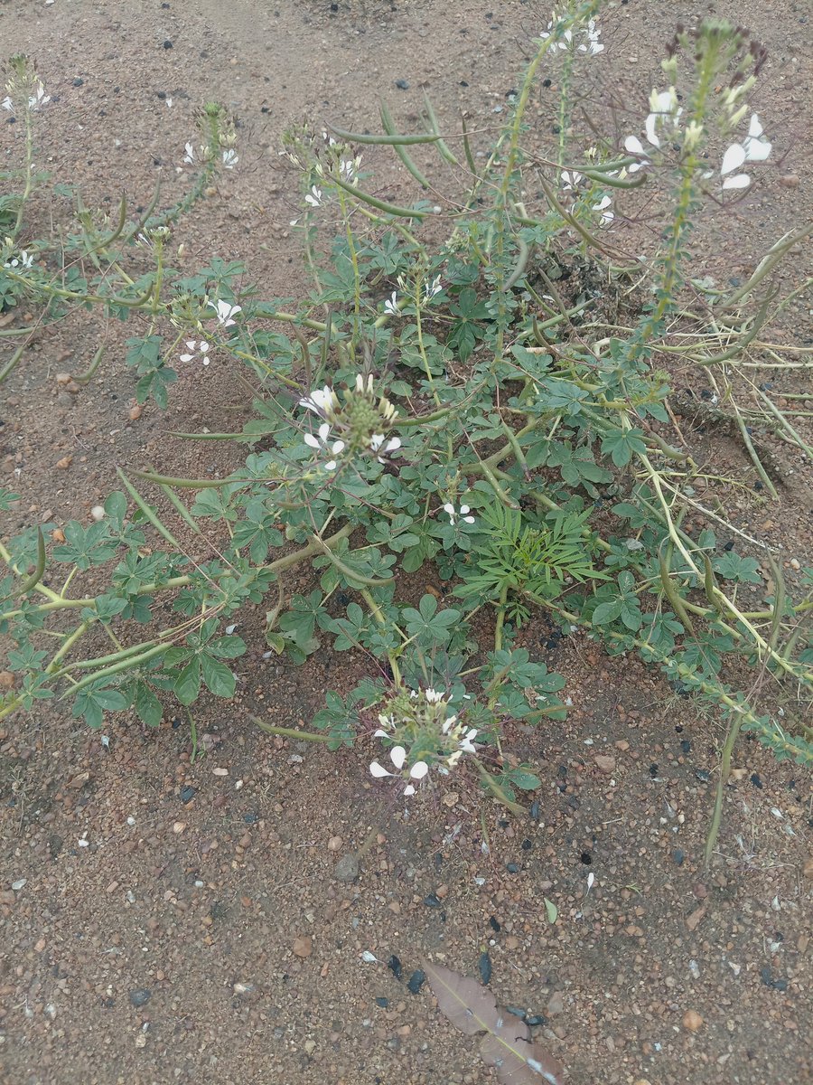 Ke kgadile lekarapa xetxe a nyaka go tsena ka tshemong a re morogo