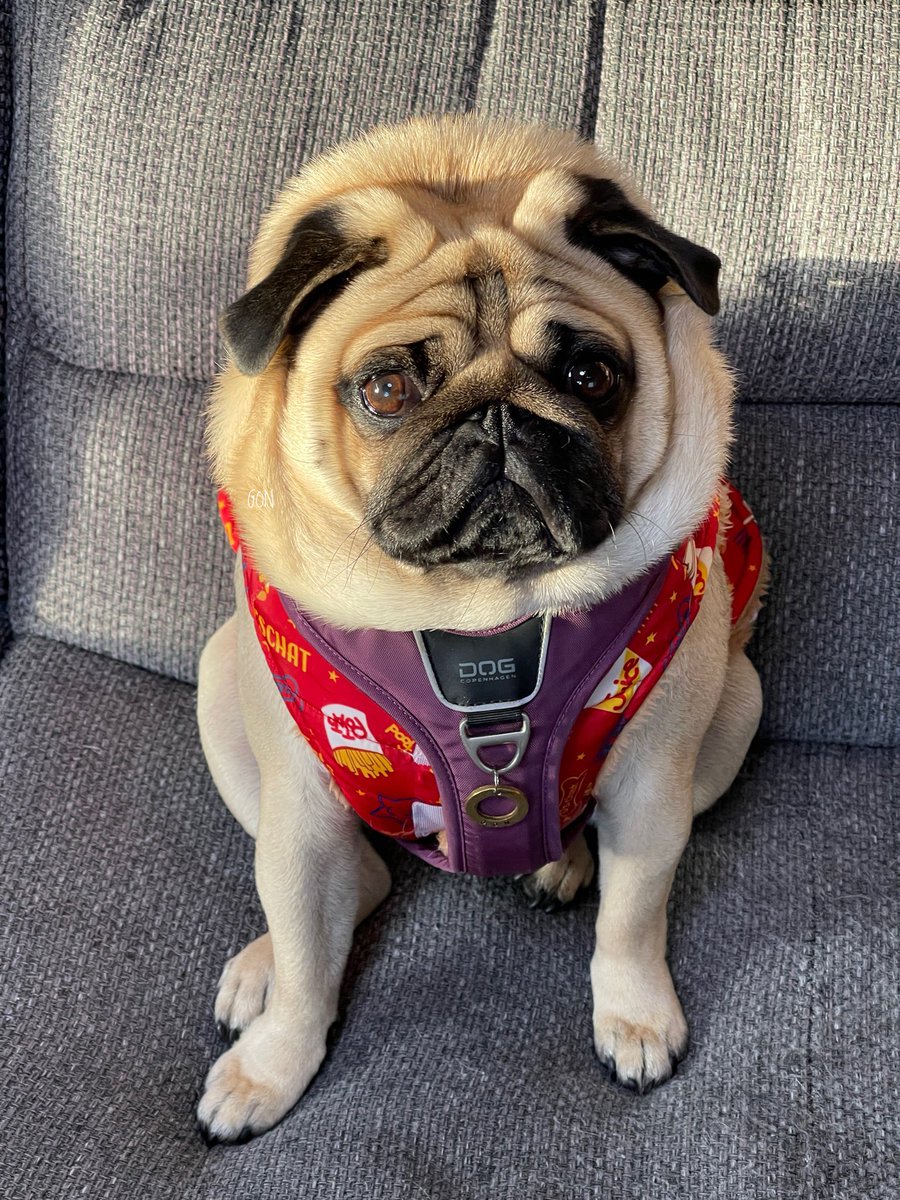 ばぐパグ (@pugbagu) / Posts / X