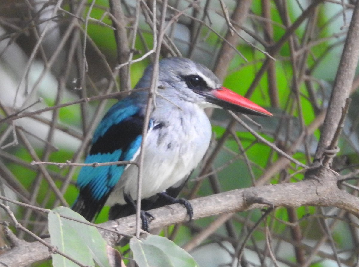 Alan Ball tweet media