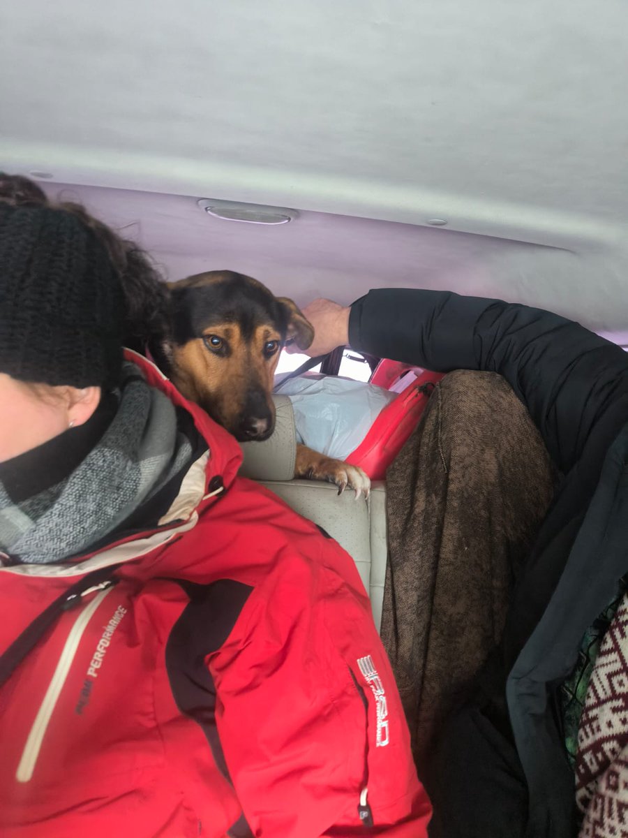 ‼️ SAIMNIEK, ATSAUCIES ‼️
Tavi suņi klaiņoja autoceļā Jelgava-Tērvete, posmā aiz Zaļeniekiem, aiz Pūteļu kroga Tērvetes virzienā!
Saimniek, Tavi suņi šobrīd atrodas drošībā pie mums Ķepu-Ķepā!
Sazinies ar mums:
   📞 29733601 Gundega
‼️ Lūgums padalīties ar informāciju ‼️