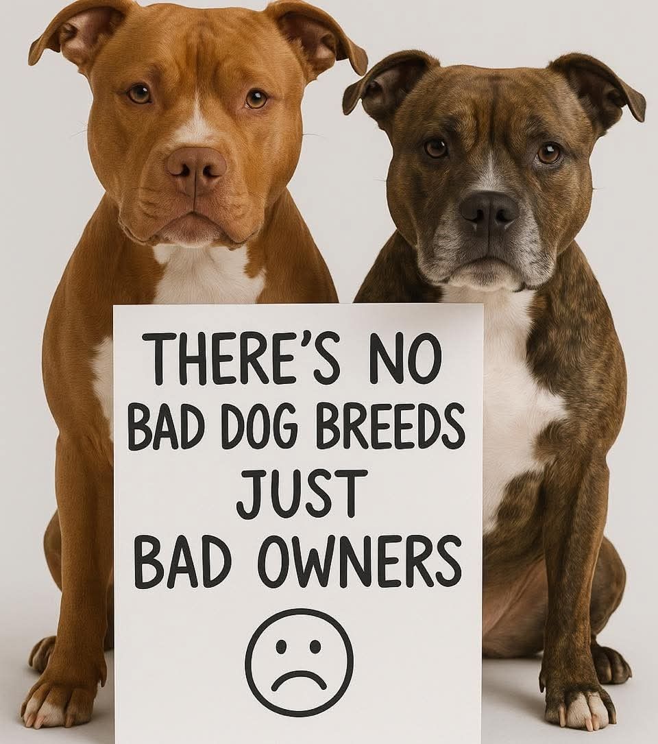 pitbullsad's tweet image. 