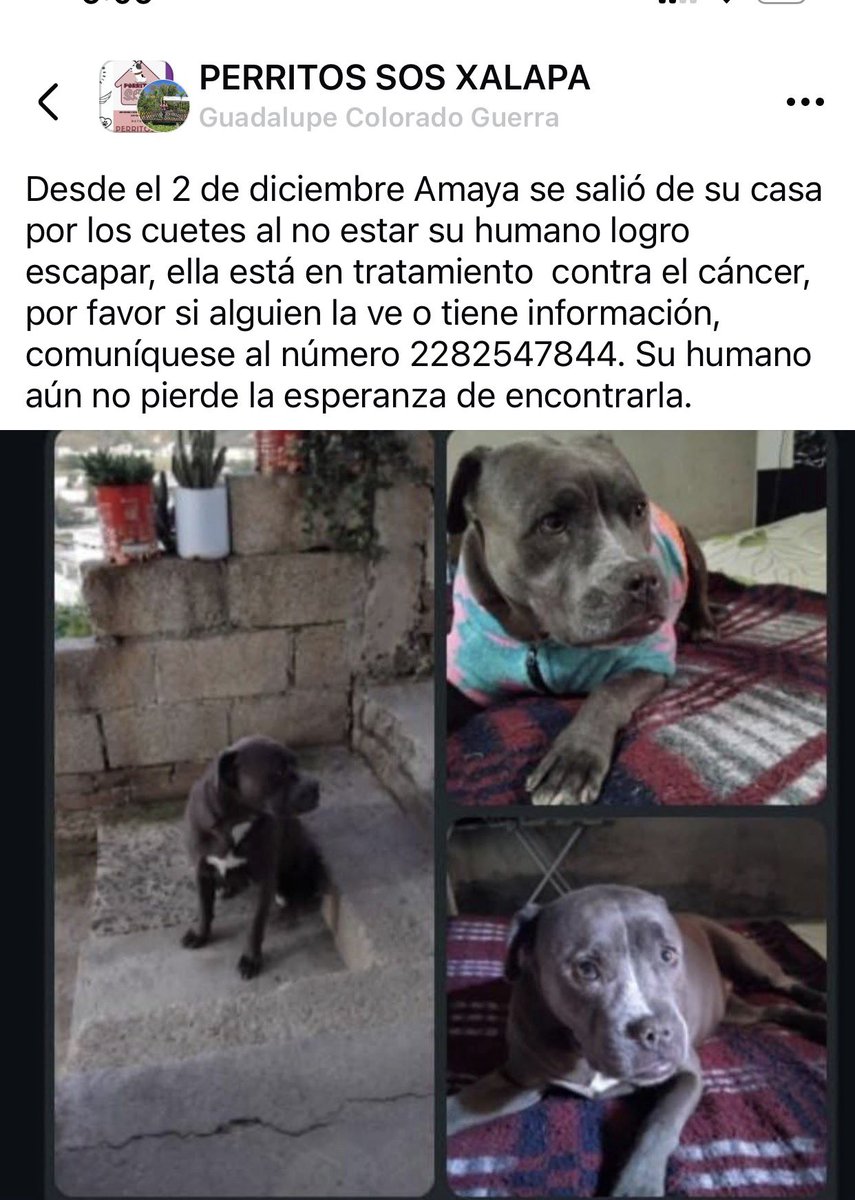 RT x AMAYA🐶
<a href="/mageba04/">Gina alarcon</a> <a href="/Corintiacruz/">Corintia Cruz Oregón</a> <a href="/VialidadXalapa/">Vialidad Xalapa 🚦 VX 🌎</a> <a href="/AbelMucino/">Abel Muciño</a> <a href="/tierraverde1943/">ℓια ₊˚.༄ *ﾟ🌱</a> <a href="/pilykuera/">Pily Peregrina</a> <a href="/CECILLIA36/">CECILIA MENDEZ</a> <a href="/sara_juarez/">saraliz</a> <a href="/Ydlan/">Naldy Patricia</a> <a href="/fherciencias/">Soy Fher!</a> <a href="/camellinlove/">Porque soy xalapeño</a> <a href="/ArrezEdda/">Edda Arrez</a> <a href="/PopColorsXal/">PopCX</a> <a href="/RoxanaAAT/">Feto de PicaFresa🍓</a> <a href="/penelopemoncayo/">Penélope Moncayo.</a> <a href="/rociosaiz/">Rocio Saiz</a> <a href="/Pechmed/">Peter Tweet</a> <a href="/marinavera100/">Marina Vera</a> <a href="/mayteponm/">Mayte P.</a> <a href="/sandysiux/">Sandy Colunga</a> #Xalapa <a href="/gaferat1/">Guillermo Agüero Ferat</a>