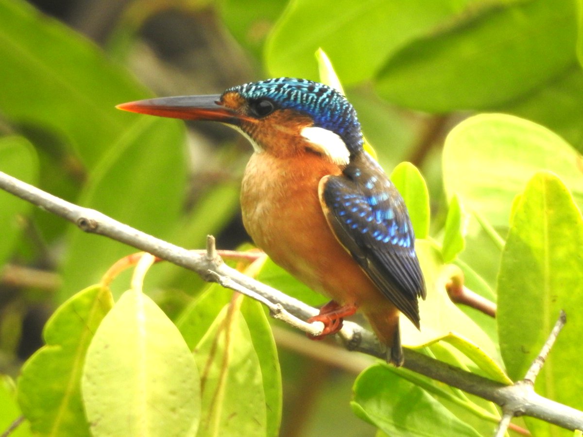 Alan Ball tweet media