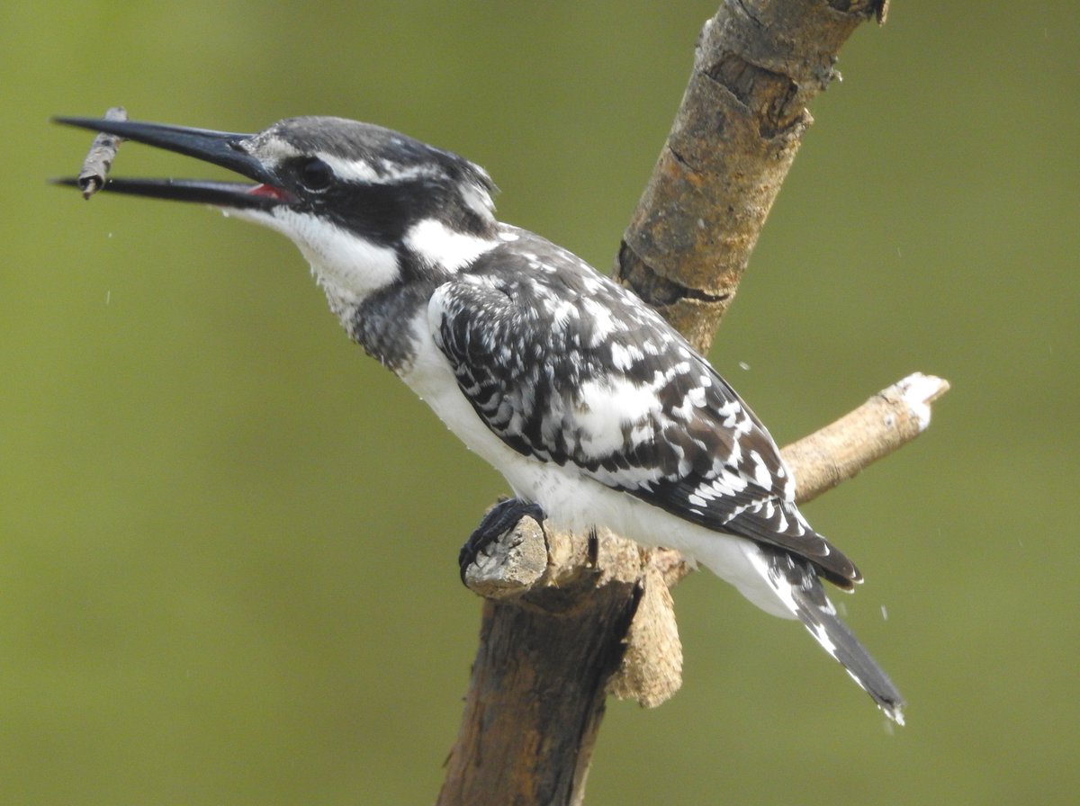 Alan Ball tweet media