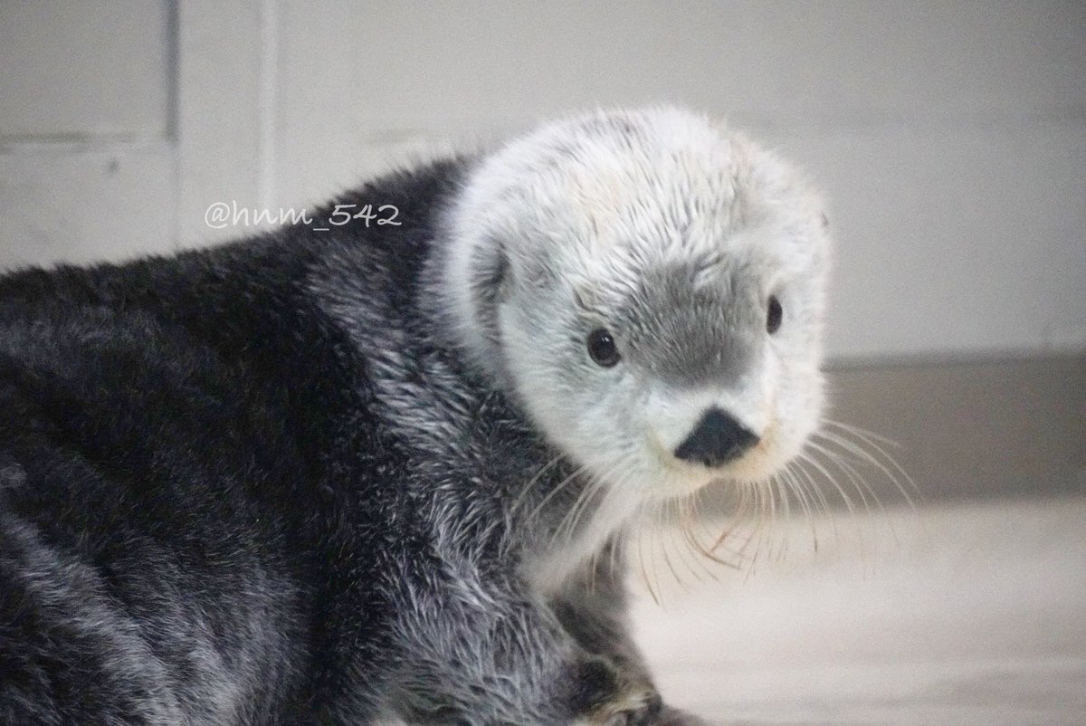 キラちゃんでございます♪ キラちゃんでございます♪