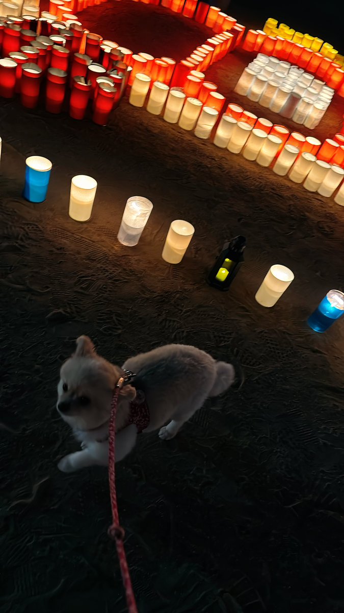 nanmmmt's tweet photo. 芝生散歩行ったらキャンドルイベントしてた😆
キラキラ〜
#ポメラニアン #ポメ部 #Pomeranian  #포메라니안  #poméranien #dog #犬 #prettydog https://t.co/kC7nG8Pg9V