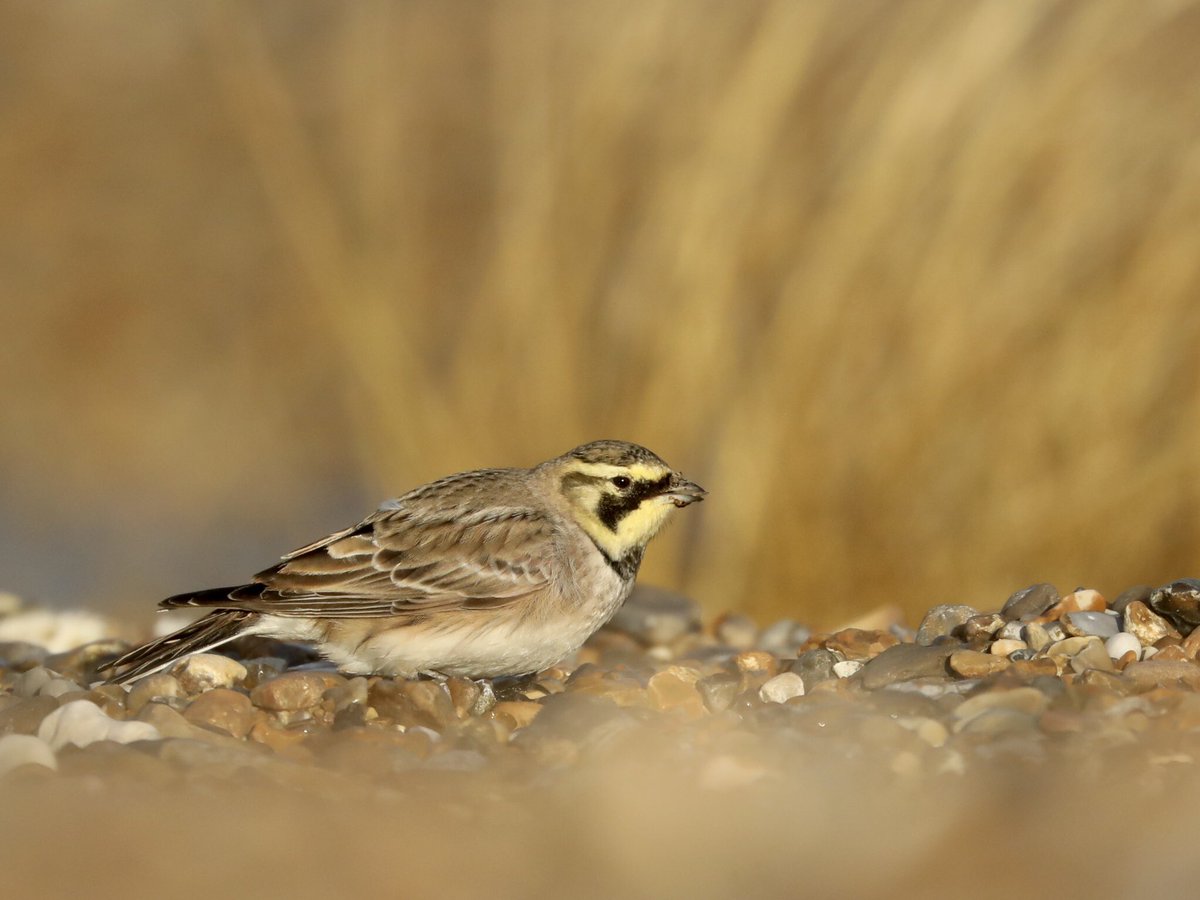 Tim Oakes tweet media