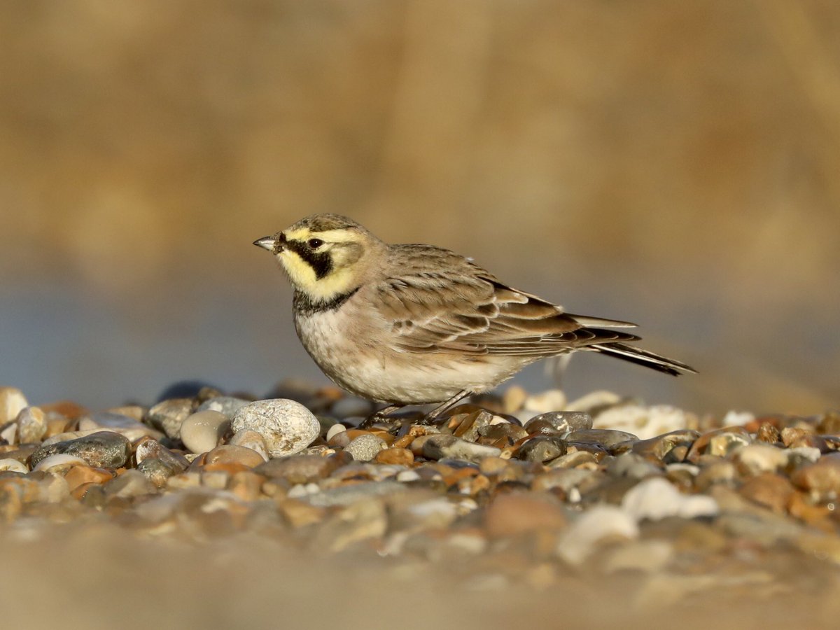 Tim Oakes tweet media