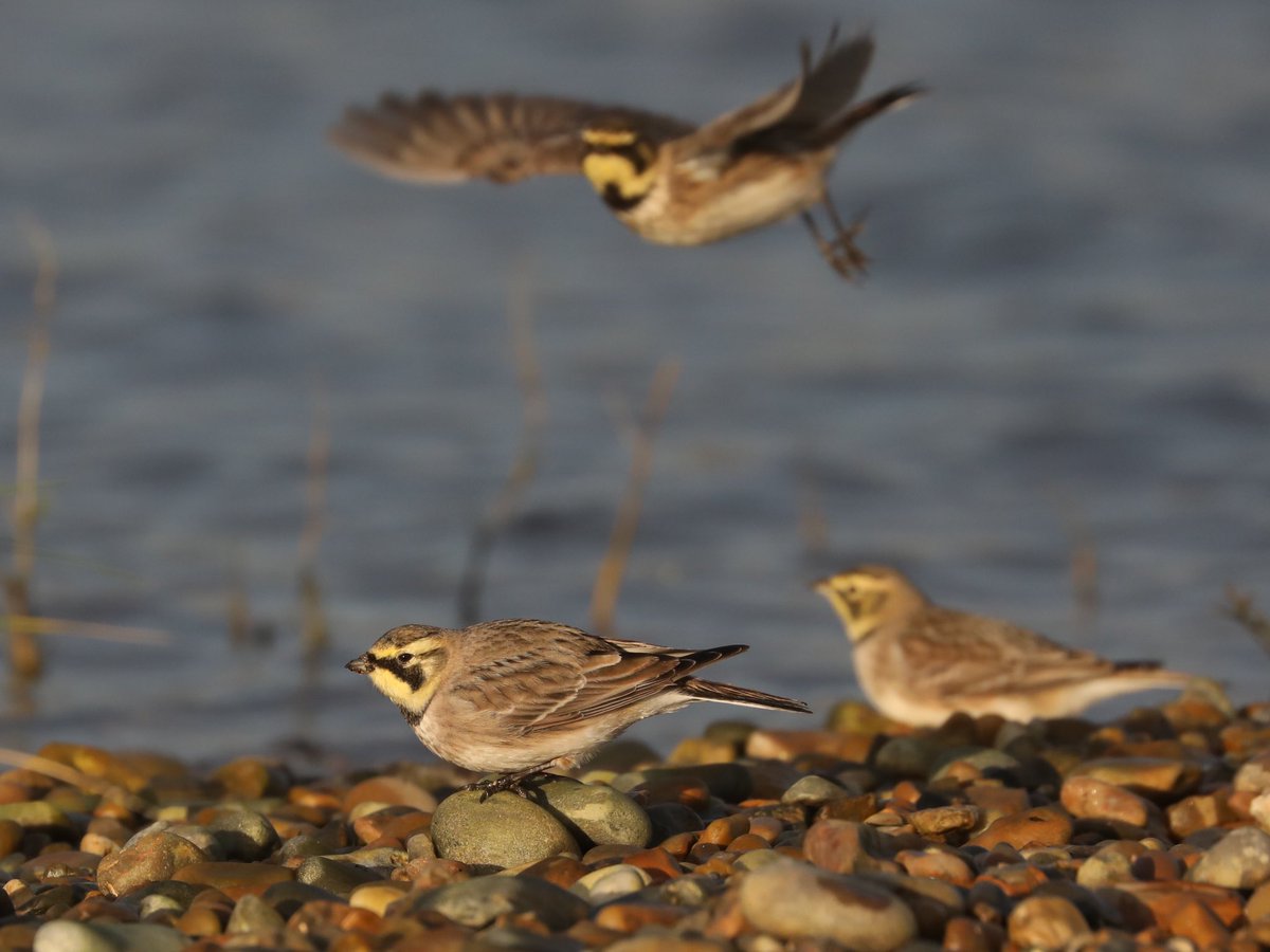 Tim Oakes tweet media