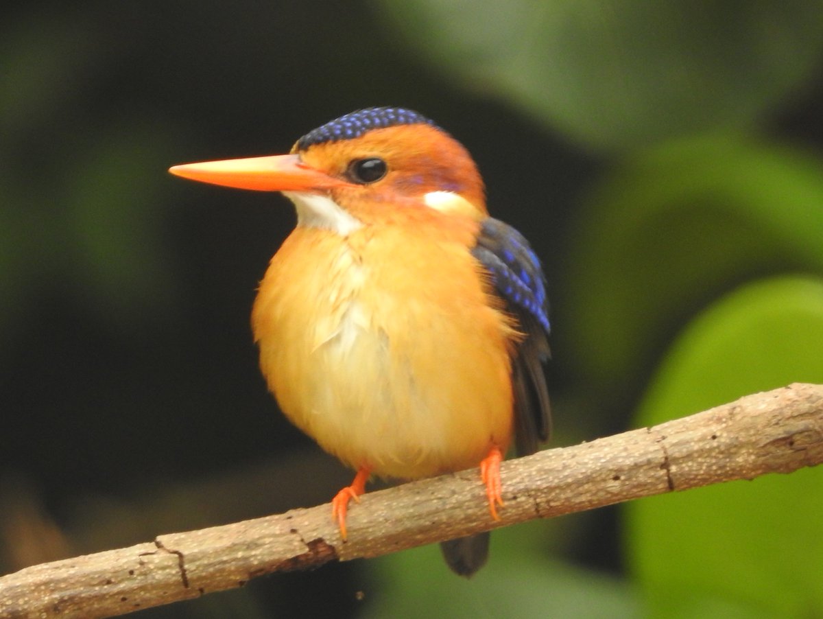 Alan Ball tweet media