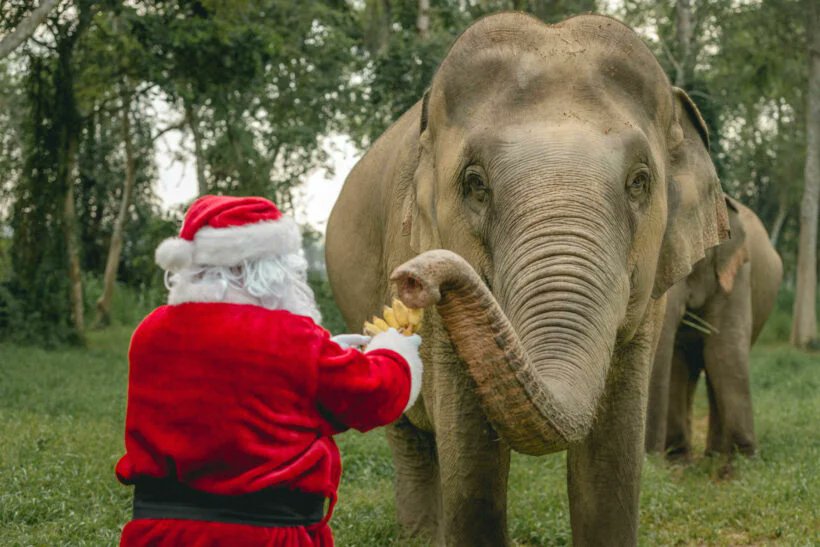 Pounceman's tweet photo. Wishing all Our Amusement Friends A Very Merry Christmas ! from Rob Connelly and PounceMan's Amusement Groups, Pages and Archives https://t.co/O3ZqHUTJgu
