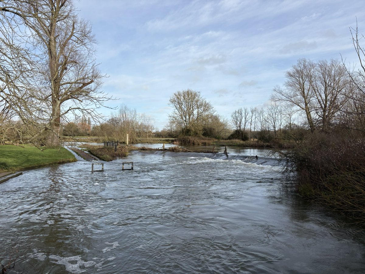 羊二匹 University Parkやその周辺の道を散歩。リアル「羊が一匹、羊が二匹