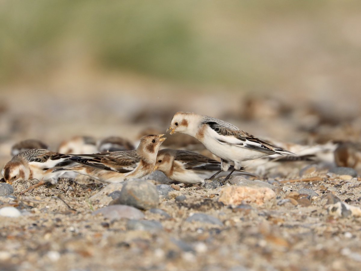 Tim Oakes tweet media