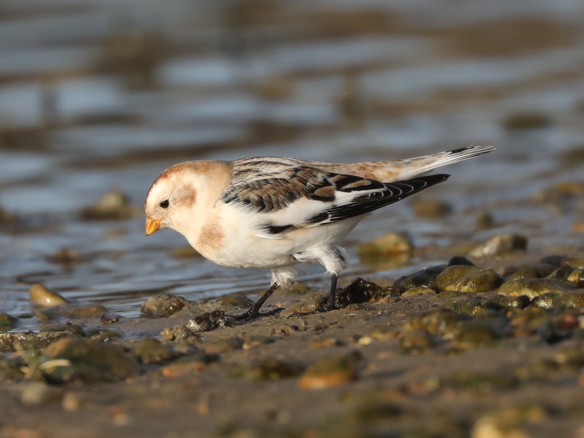 Tim Oakes tweet media