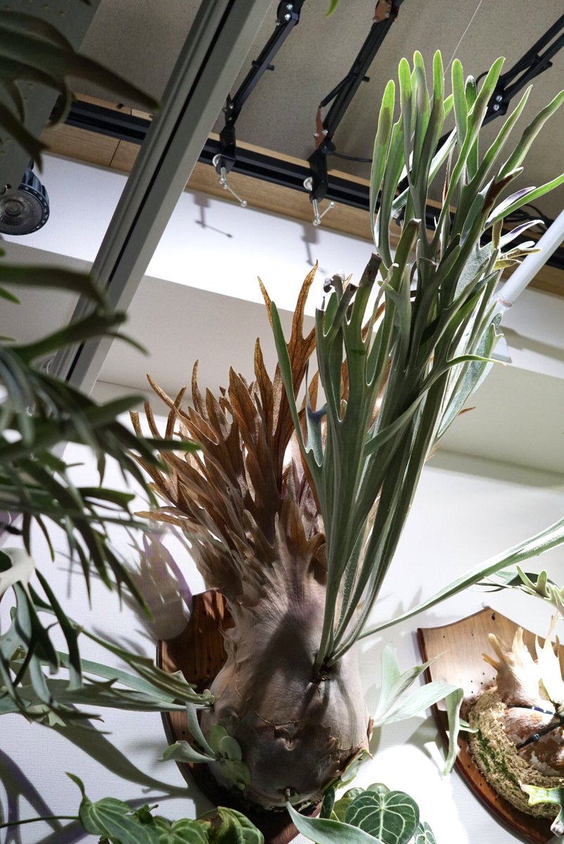 ビカクシダ　Akki 楽天市場】(現品) ビカクシダ ビーチー 'アッキ' (pup) (No.40921