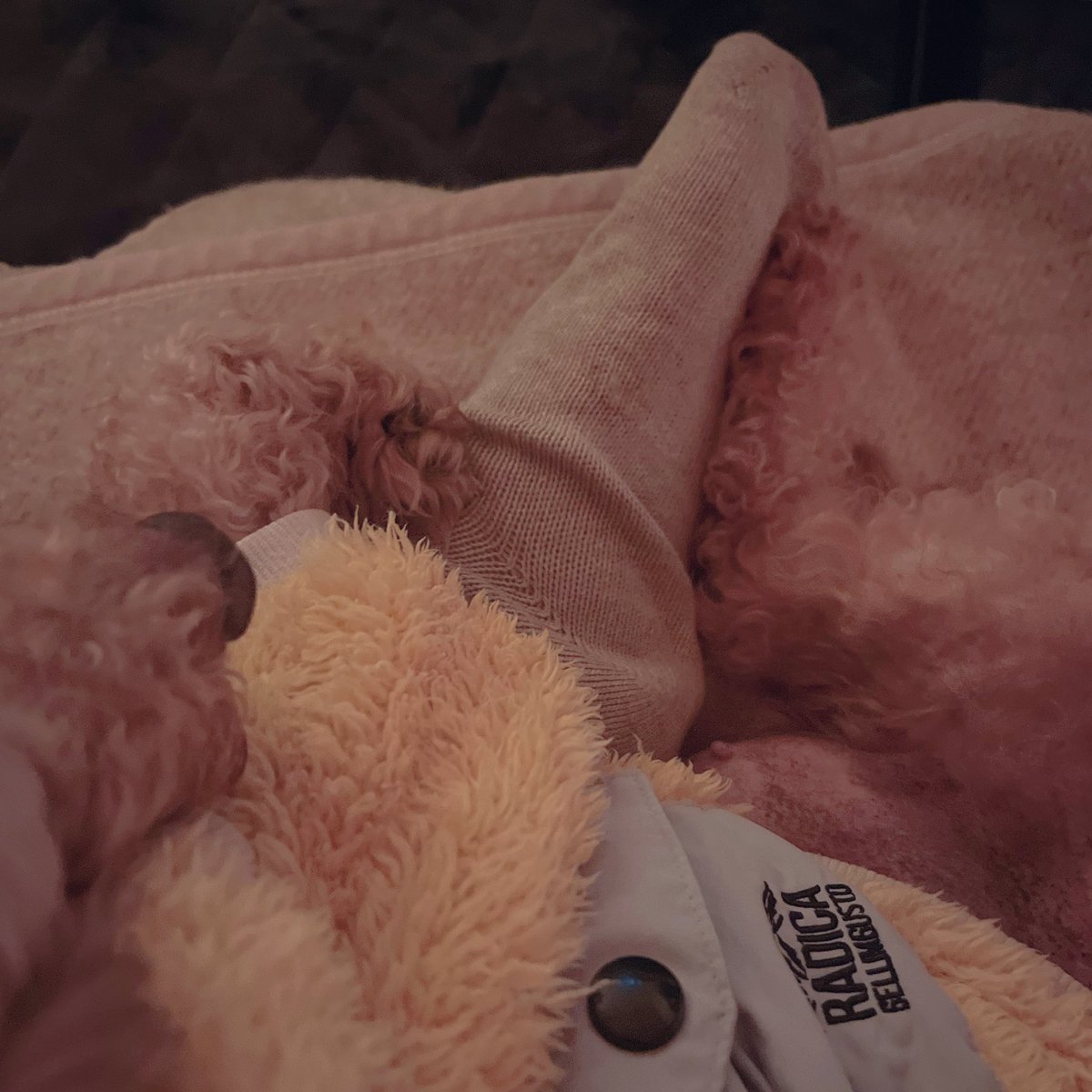 日曜日の夜らしいことを。
焦がしバターのココアと。足の裏に足の裏を合わせてくる櫻と。ムーミントロールを描いた画家トーベの映画。