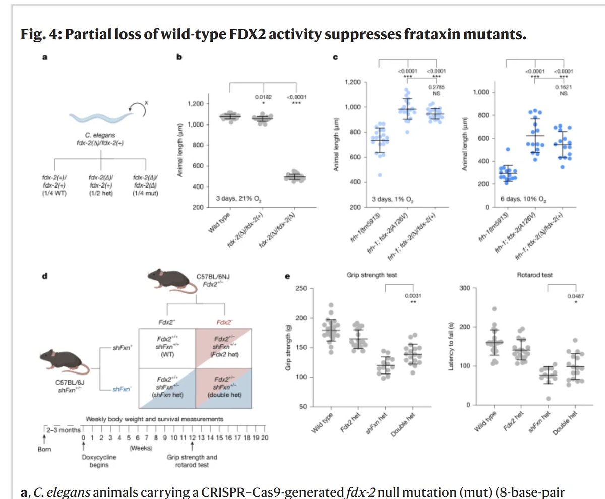 _CVasilescu's tweet photo. #week50 of #mitochondrialdisease literature! 📚
https://t.co/ShHFhBjeQi

@Bims_BiomedNews @gavinmcstay2 @mitoscientist @MitoAging @mitoscientists @MitoSociety @MitoSenseInc @Mitochondria411

Mutations in mitochondrial ferredoxin FDX2 suppress frataxin deficiency
Meisel et al https://t.co/clQ2M27HY1