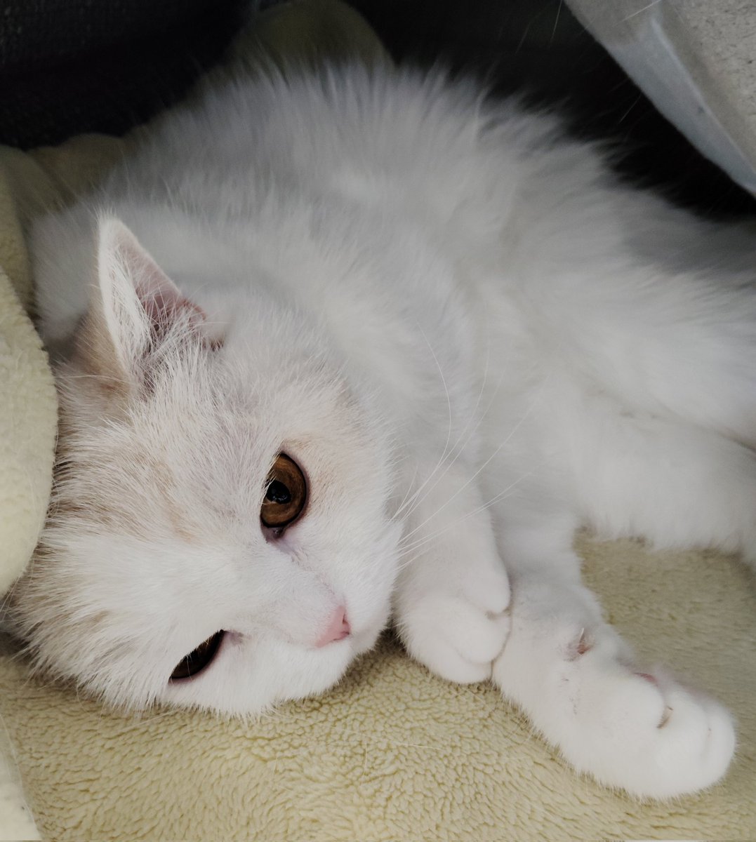 福ちゃん (@fukuchanwhite) / Posts / X