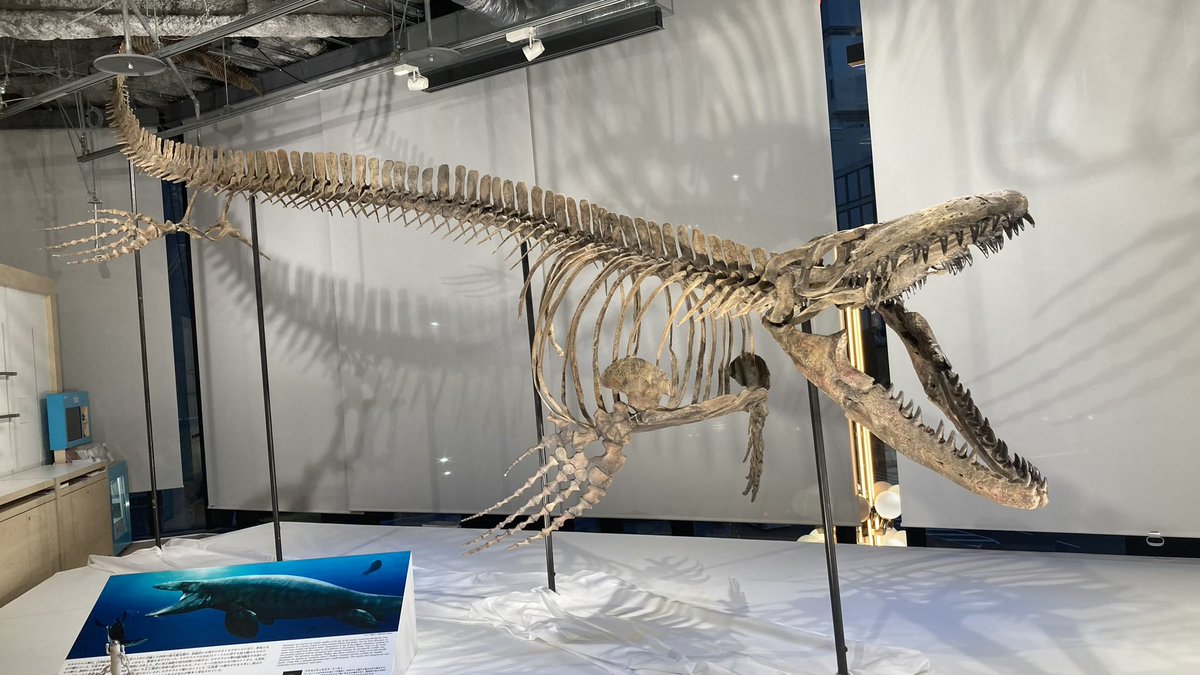 ノスリ 剥製 ジンベエー (@NZSjIFiJi8eDWdD) / Posts / X