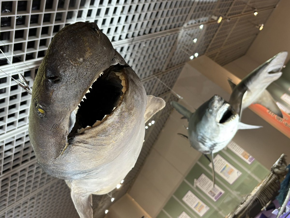 ノスリ 剥製 剥王(KOS)シリーズ｜三立機械工業