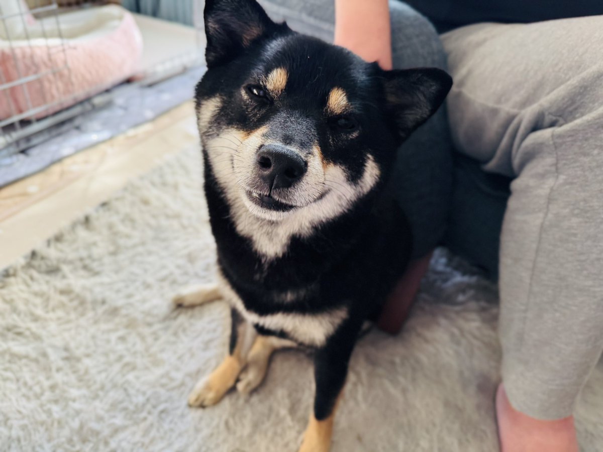 柴犬が好きすぎる＊シバ田 (@shiba_sukisugi) / Posts / X