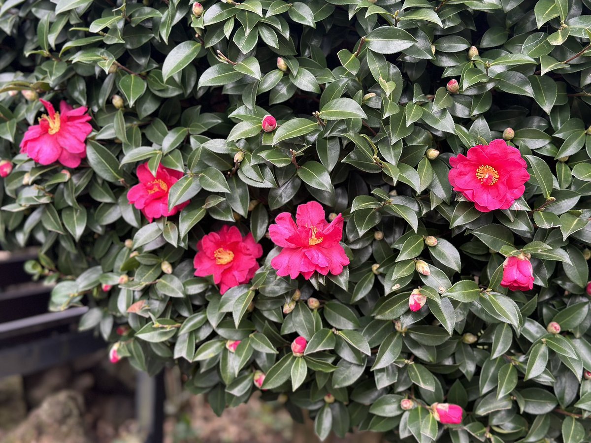 책방 마당 동백꽃도 피기 시작했다. 올해도 꽃봉오리가 많이 달렸다.