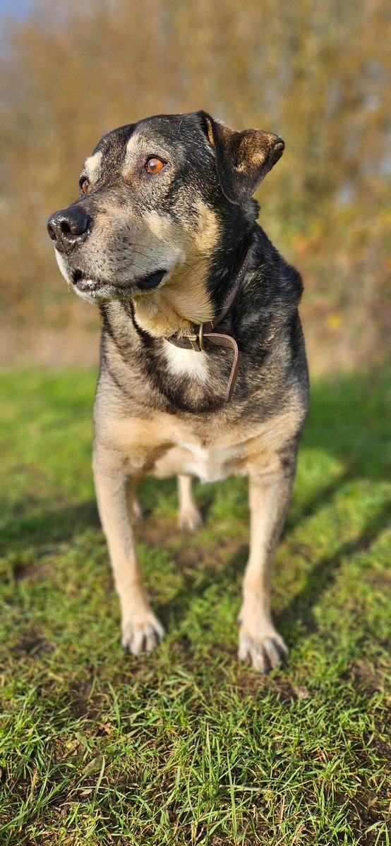 Stanley cos wyniuchal. #Stanley i oby nie sarny