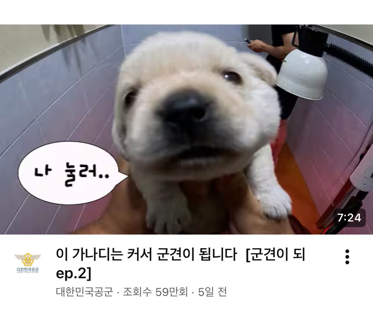 하..몬 군견이냐
너나지켜라