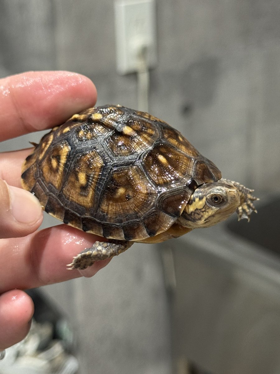 カメざんまい (@kamezanmai0319) / Posts / X