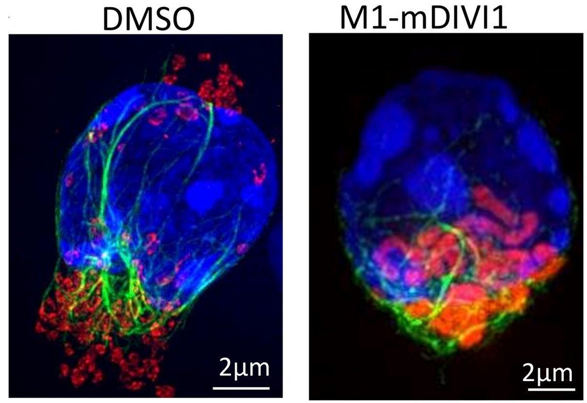 Journal of Clinical Investigation tweet media
