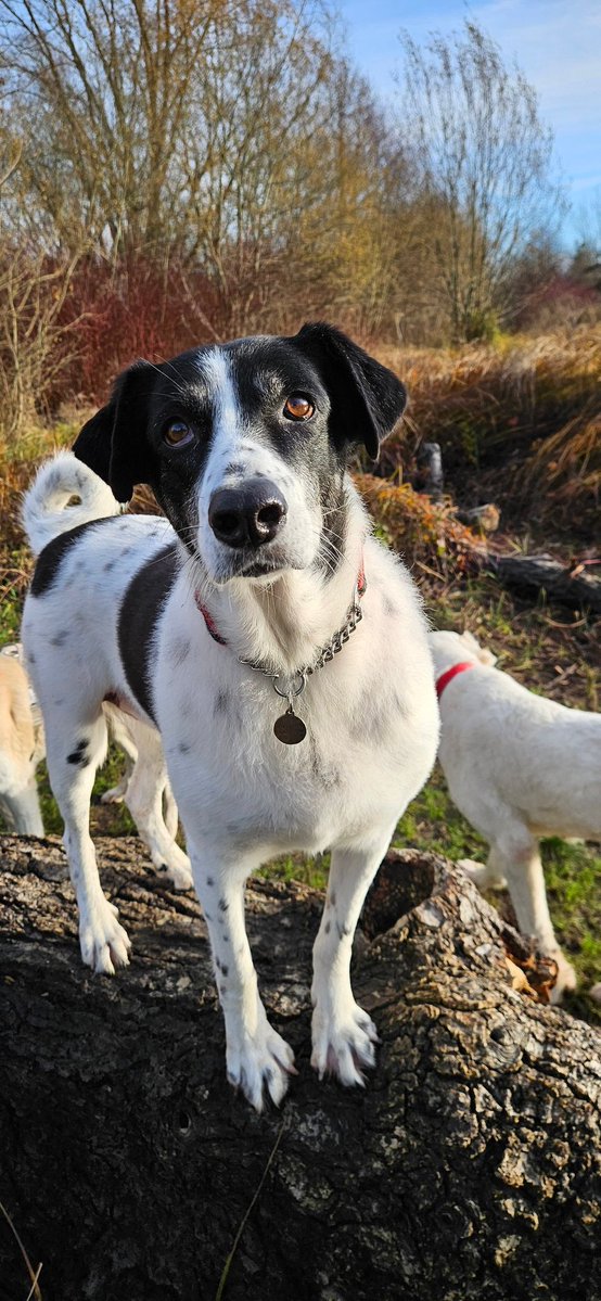 Maya i sesja na pniu #Maya