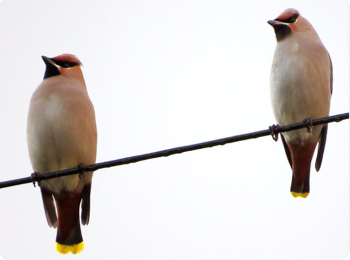 GordonBlackett's tweet photo. 4 very mobile Waxwings were on overhead wires at Quarry Burn Lane, Crook before flying W towards Howden-le-Wear at 12:45 this afternoon. @teesbirds1 https://t.co/T2Txo7kQ0f