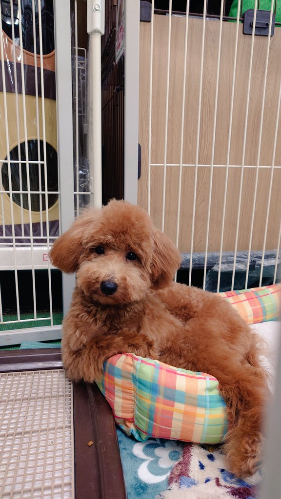 カメラを向けたらこのポーズ(笑)
人に慣れすぎていてむしろダルそう😎