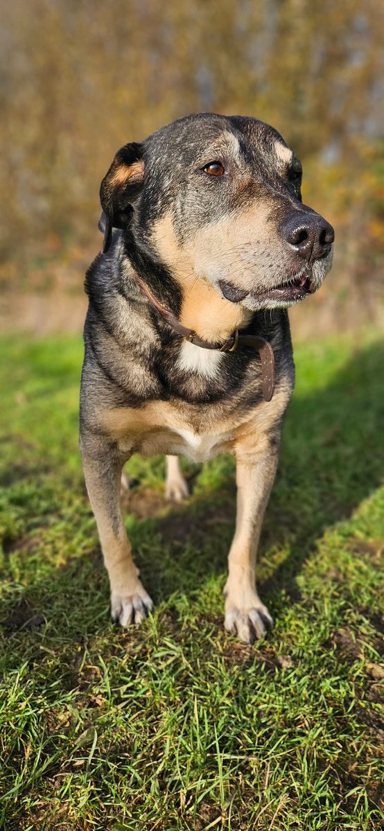 Stanley odmowil zapozowania na pniu #Stanley