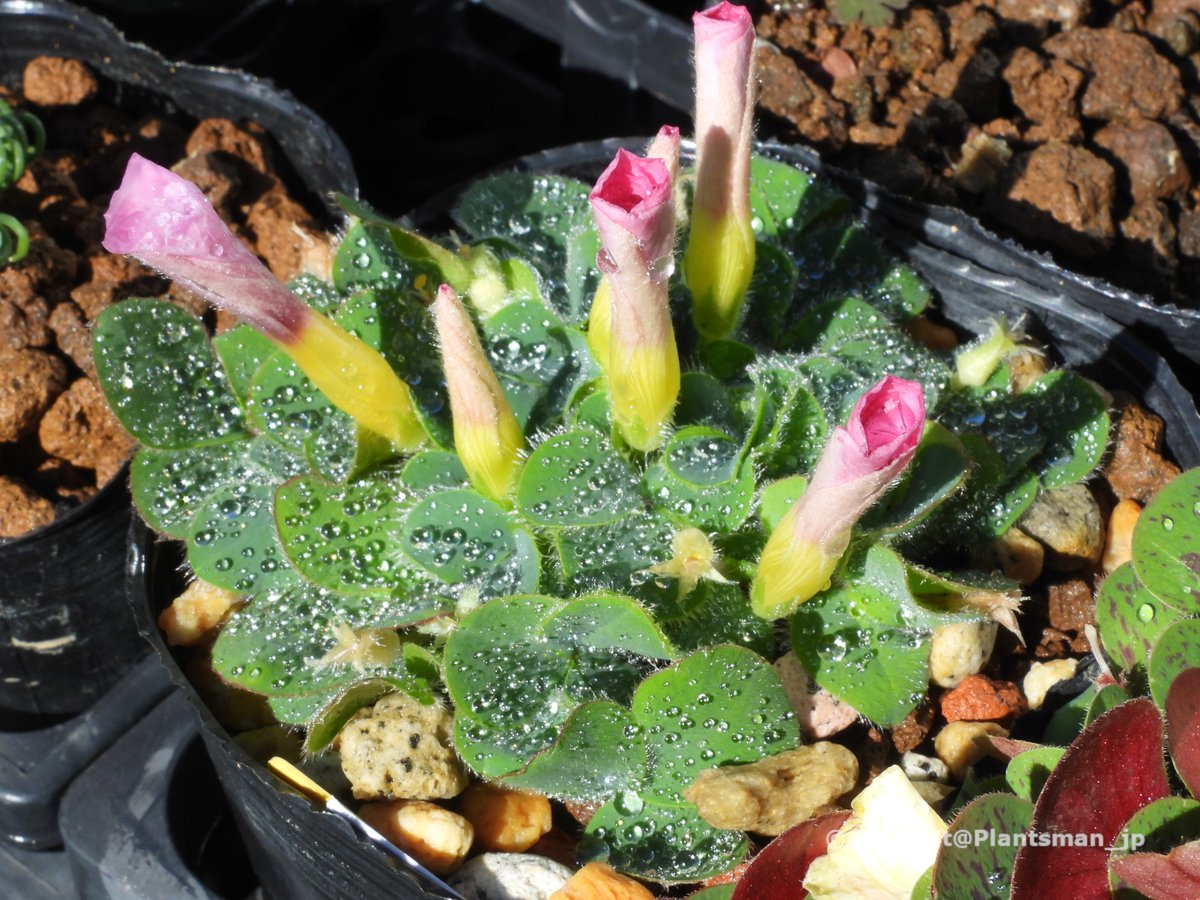 Yt (@Plantsman_jp) / Posts / X